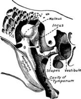 petit des os et ligaments de le oreille, ancien illustration. vecteur