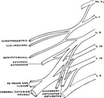 lombaire plexus, ancien illustration. vecteur