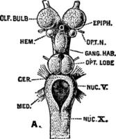 cerveau de mer lamproie, ancien illustration. vecteur