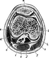 transversal section de le le genou articulation, ancien illustration. vecteur