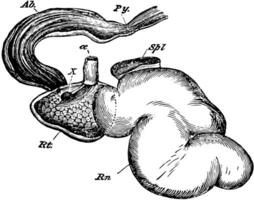 estomac de une cerf, ancien illustration. vecteur