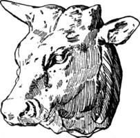 bœuf tête a été conçu par Habenschaden de Munich, ancien gravure. vecteur