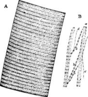 fibre musculaire, illustration vintage. vecteur