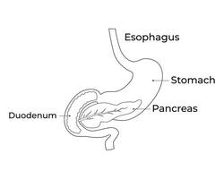 œsophage estomac pancréas science conception vecteur illustration