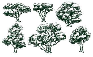 vecteur dessin ensemble de des arbres dans gravure style. ancien arbre illustration, noir et blanc esquisser