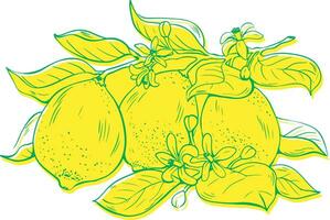 vecteur Trois citron des fruits avec feuilles et fleurs ris impression effet isolé sur blanc Contexte