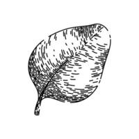 plante Origan esquisser main tiré vecteur