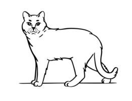 chat. main tiré style. esquisser vecteur illustration isolé sur une blanc Contexte