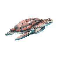 mer tortue de corail et turquoise, bleu couleur. main tiré aquarelle illustration. sous-marin monde, mer clipart pour décoration et conception. isolé élément sur blanc Contexte vecteur