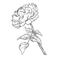 encre vecteur. une Rose dans plein Floraison avec une longue tige et feuilles. pour tatouages invitations cartes. cette élégant illustration adapté pour mur affiches, ajoute une élégance à célébrations mariages anniversaires vecteur