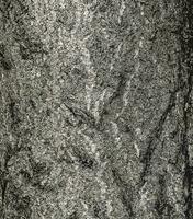 vecteur illustration de ginkgo biloba arbre aboyer. arbre écorce Contexte.