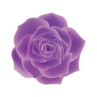 vecteur violet Rose fleurs réaliste isolé sur blanc