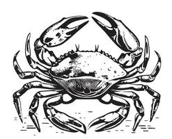 Crabe mer main tiré esquisser vecteur illustration mer animaux