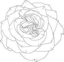 abstrait ligne Rose fleur sont épanouissement avec vide Contexte. vecteur