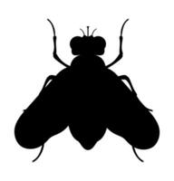 mouche insectes faune animaux vecteur illustration