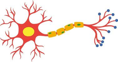 myélinisé neurone dans cellule anatomie icône vecteur