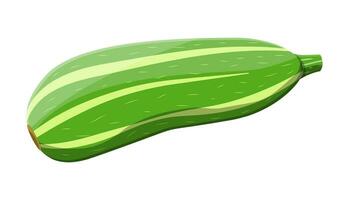 vert Zucchini légume. écraser isolé sur blanche. Frais moelle ou oblong, moelle courgette. biologique en bonne santé aliments. végétarien nutrition. vecteur illustration dans plat style