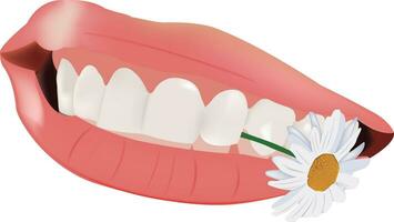 femelle lèvres avec blanc les dents et une Marguerite entre le dents- vecteur