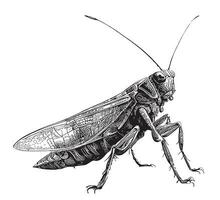 sauterelle insecte main tiré esquisser vecteur illustration