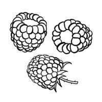 framboises.vecteur illustration dans griffonnage style sur une blanc Contexte. vecteur