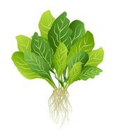 vert salade. Frais en bonne santé ingrédient pour salade cuisson. biologique végétarien nutrition. vecteur plat illustration