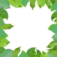 cadre, couronne de vert noyer feuilles sur une blanc Contexte vecteur