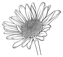 vecteur main tiré image de une Marguerite. camomille fleur ligne dessin. camomille esquisser.