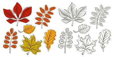 l'automne feuilles ensemble dans ligne art style. conception pour autocollants, logo, la toile et mobile application. vecteur collection de feuilles dans le contour avec couleur. vecteur illustration isolé sur une blanc Contexte.