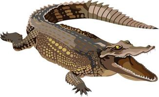crocodile reptile animal vecteur