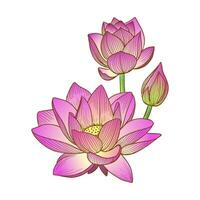 vecteur illustration de une rose lotus fleur ou l'eau lis dessiné à la main dans graphique style sur blanc Contexte