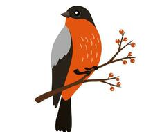 bouvreuil oiseau sur branche avec baies. mignonne personnage de une rouge hiver oiseau dans une branché main tiré style. parfait pour une imprimer, carte postale ou étiquette vecteur plat illustration.
