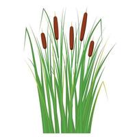 roseau dans l'herbe verte. plantes des marais et des rivières. illustration vectorielle à plat. vecteur