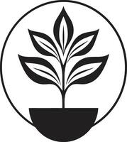 botanique beauté plante logo conception à feuilles persistantes élégance emblématique plante icône vecteur