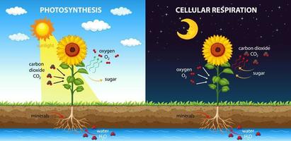 Diagramme montrant le processus de photosynthèse dans une plante vecteur