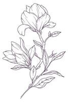 magnolia ligne dessin. noir et blanc floral bouquets. fleur coloration page. floral ligne art. bien ligne magnolia illustration. main tiré fleurs. botanique coloration. mariage invitation fleurs vecteur