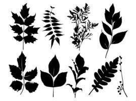 ensemble de noir silhouettes de feuilles et fleurs. vecteur illustration.