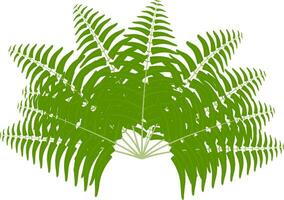 une vert fougère feuille sur une blanc arrière-plan, paume arbre feuilles, vert arbre branche avec feuilles vecteur