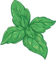 réaliste esquisser illustration de vert basilic, vecteur illustration