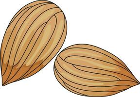 amandes vecteur illustration