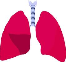 Humain poumon anatomie vecteur illustration