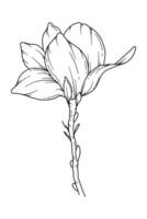 magnolia ligne dessin. noir et blanc floral bouquets. fleur coloration page. floral ligne art. bien ligne magnolia illustration. main tiré fleurs. botanique coloration. mariage invitation fleurs vecteur