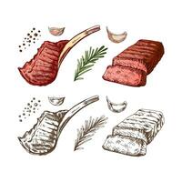 biologique aliments. main tiré coloré vecteur esquisser de grillé du boeuf steak, pièce de Viande sur le OS avec Romarin et Ail. décorations pour menu. gravé image.