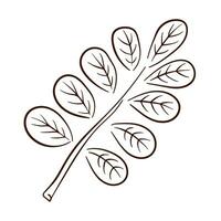 tropical acacia feuille dans ligne art style. parfait pour conception, textile, décoration, salutation carte. main tiré impressions et griffonnage. vecteur illustration isolé sur une blanc Contexte.