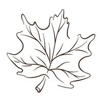 érable arbre feuille dans ligne art style. action de grâces jour, l'automne saison, Canada contour symbole. vecteur illustration isolé sur une blanc Contexte. ancien gravé illustration.