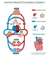 Humain circulatoire système et du sang circule par artères et veines vecteur image