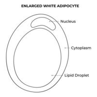 agrandi blanc adipocyte science conception vecteur illustration