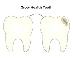 grandir santé les dents science conception vecteur illustration