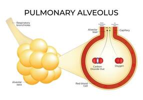 pulmonaire alvéolaire science conception vecteur illustration