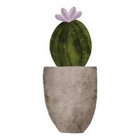 illustration de peinture aquarelle plante pot de fleur de cactus vecteur