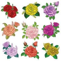 ensemble de bouquet fleurs multicolore des roses avec feuilles vecteur